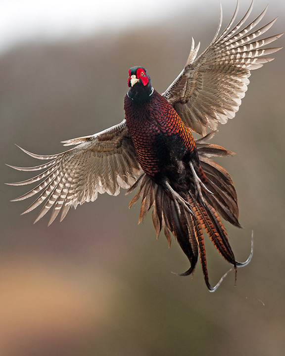 Incoming Pheasant
