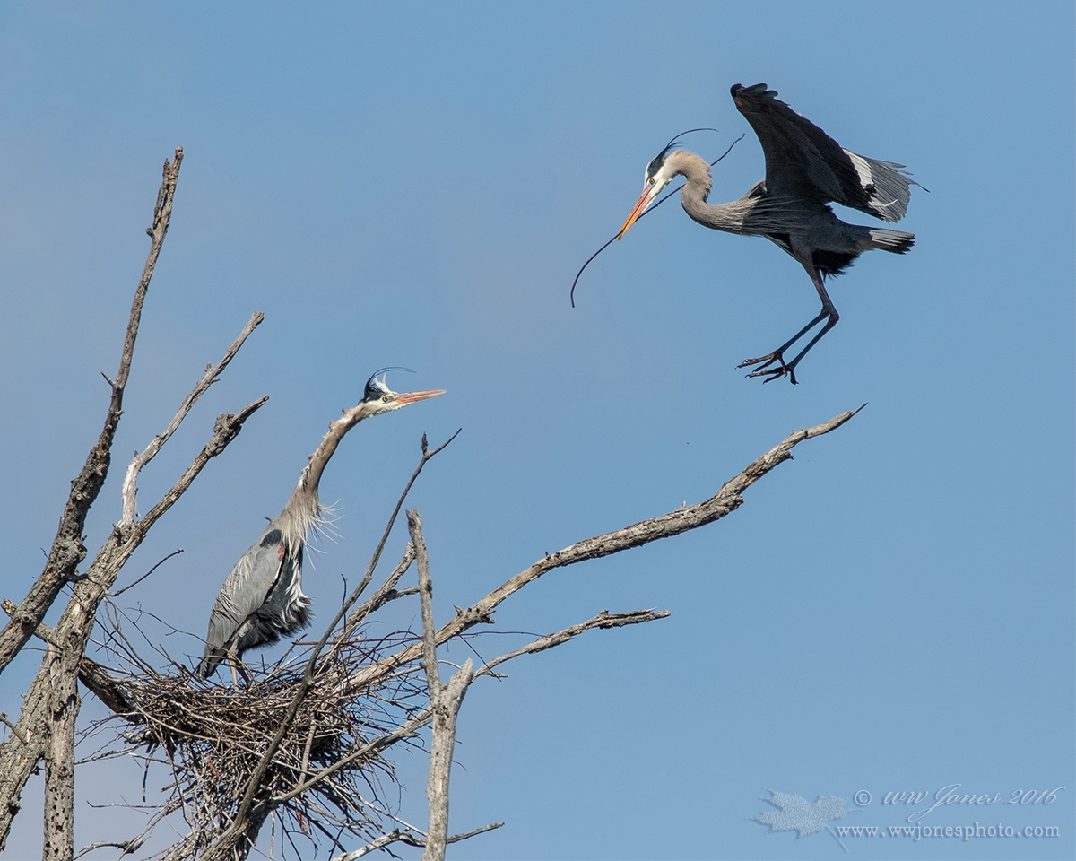 Delivery -- GBH