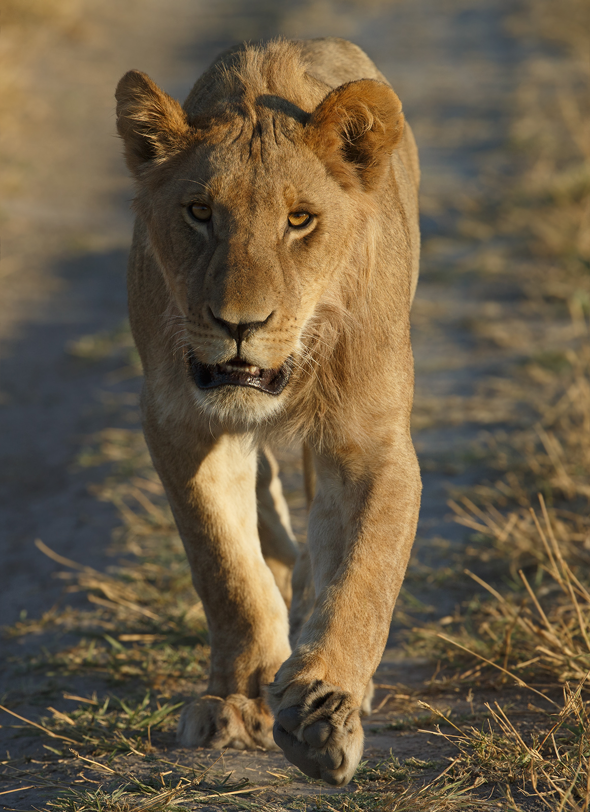 Chase Me!
