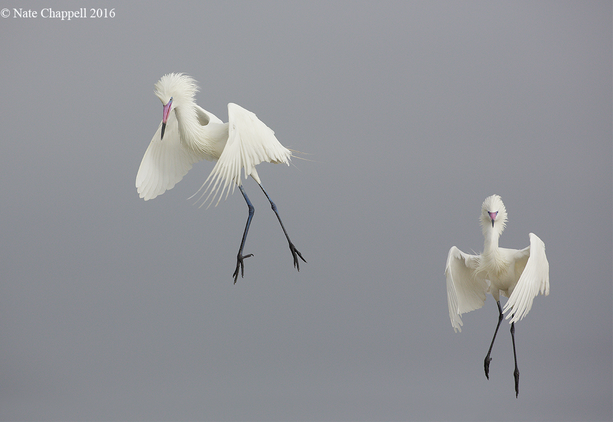 Reddish Egret Displays