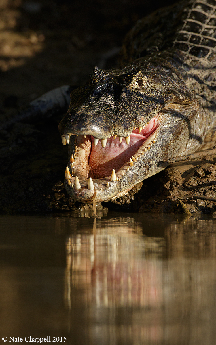 Black Caiman