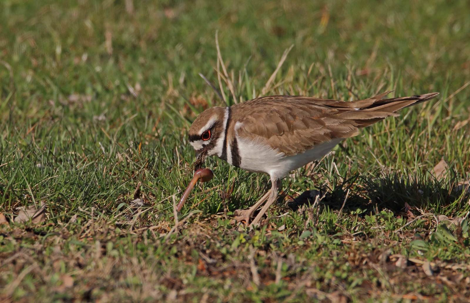 Killdeer gets the worm repost