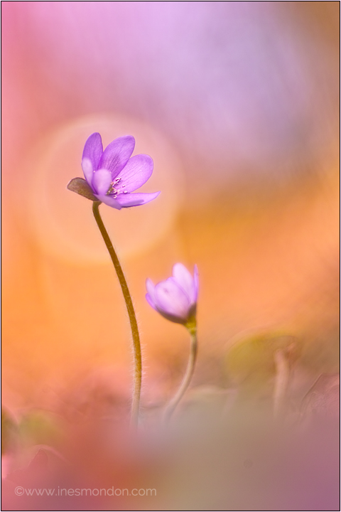 Spring Colours