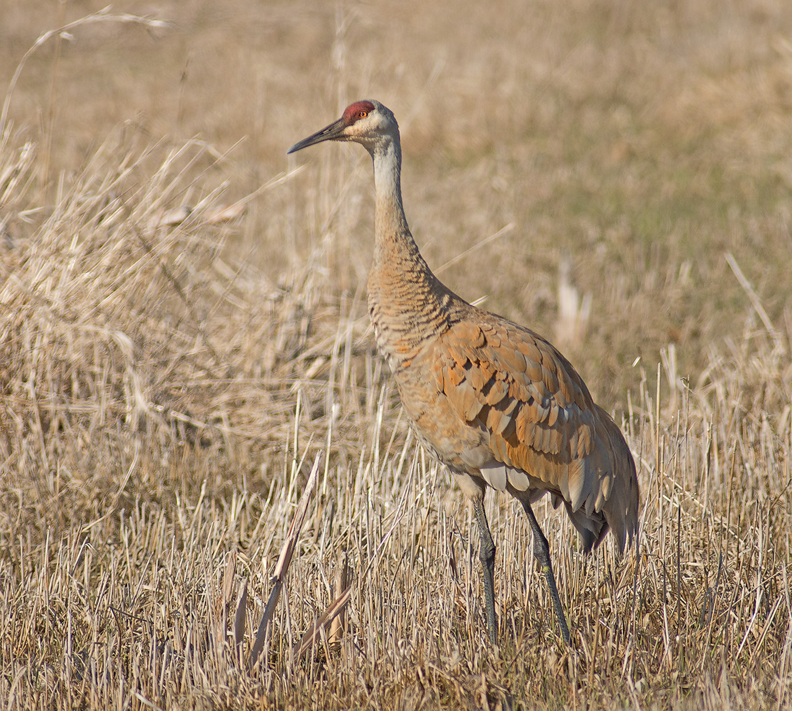 Sandhill Crane