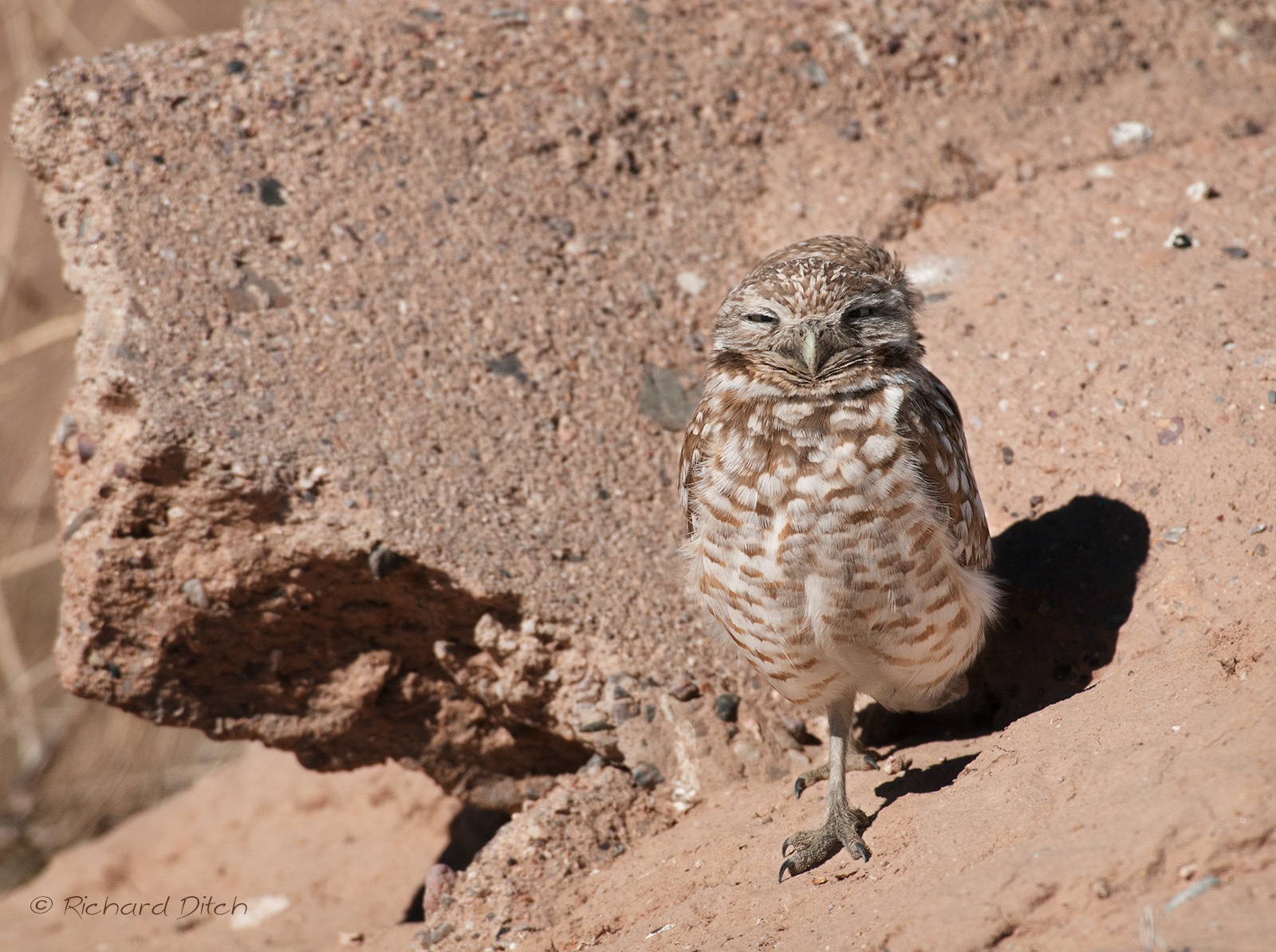 Burrowing Owl