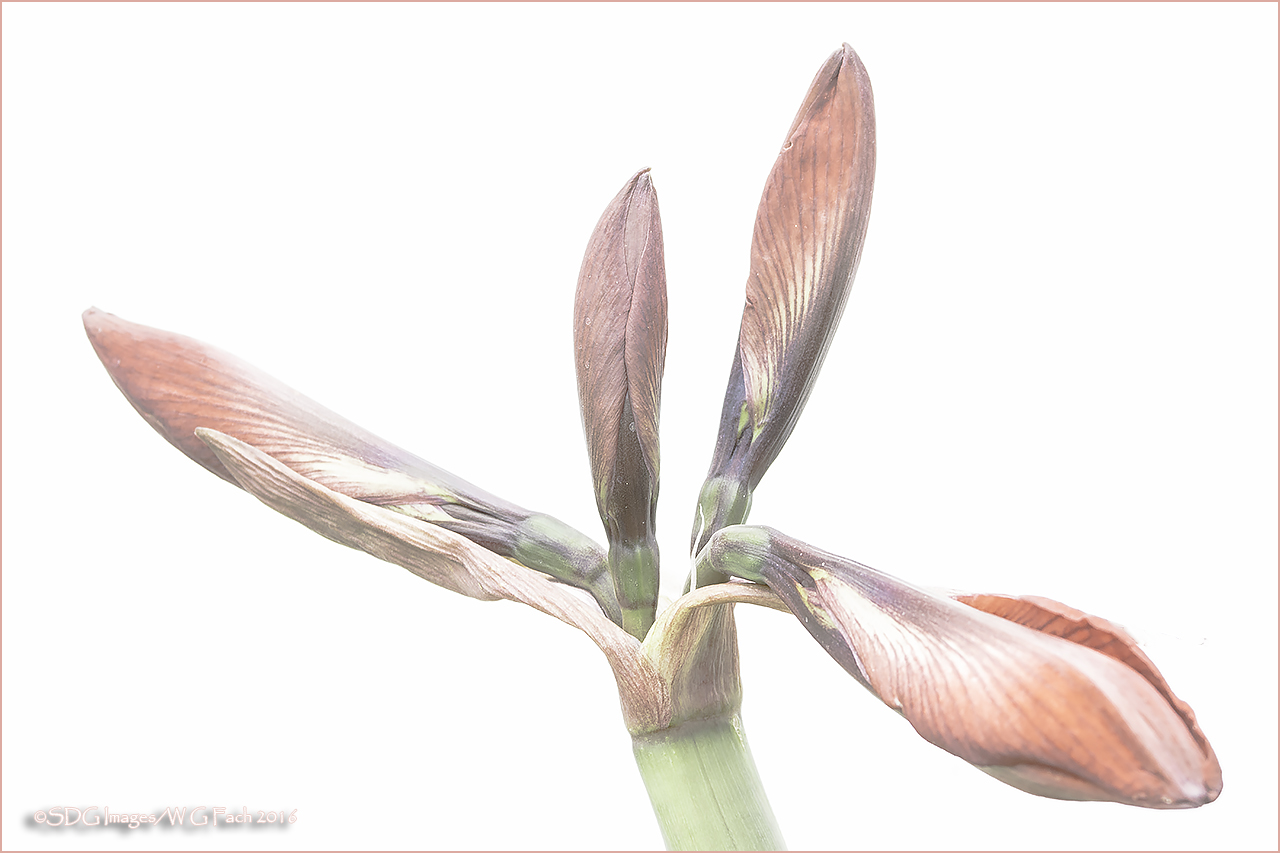 Emerging 2