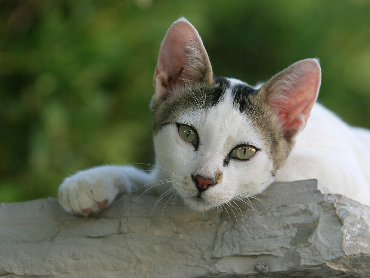 A Cat on the Wall