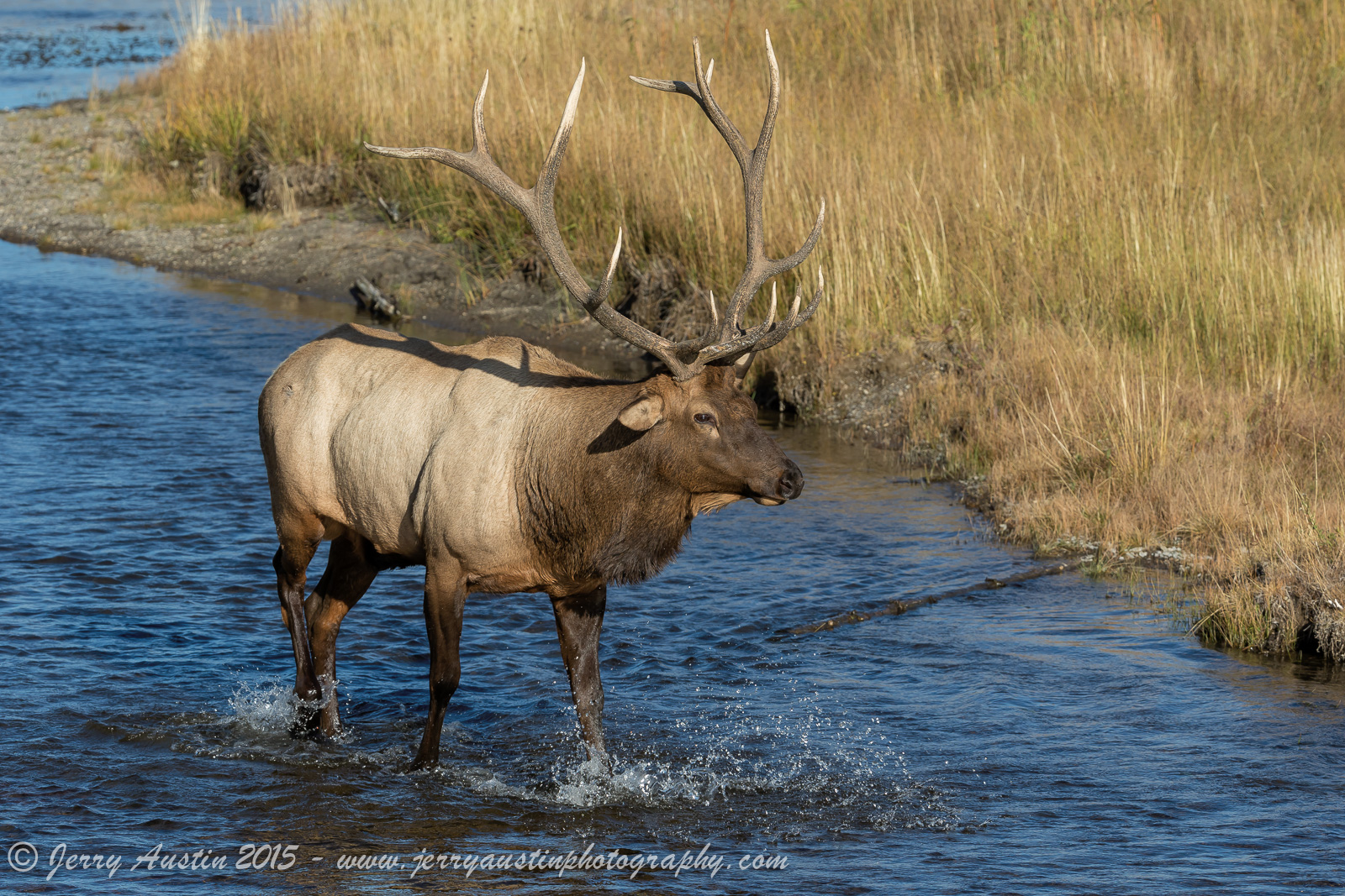 Madison River Bull
