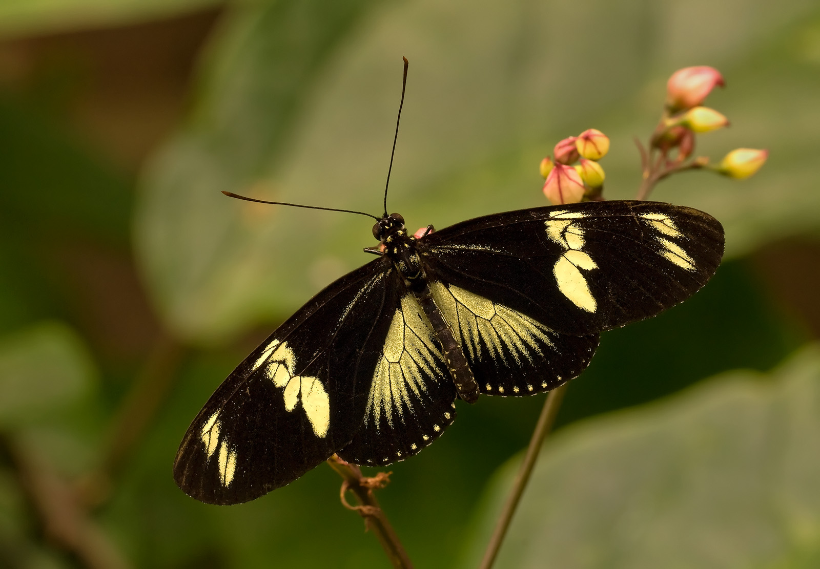 Doris Longwing