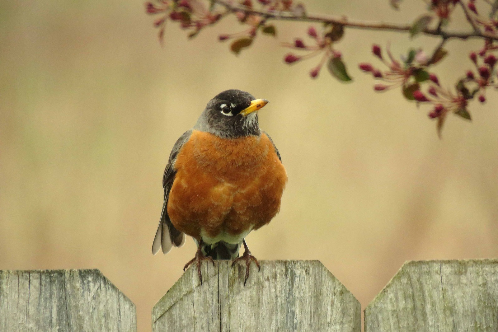 Sign of spring?