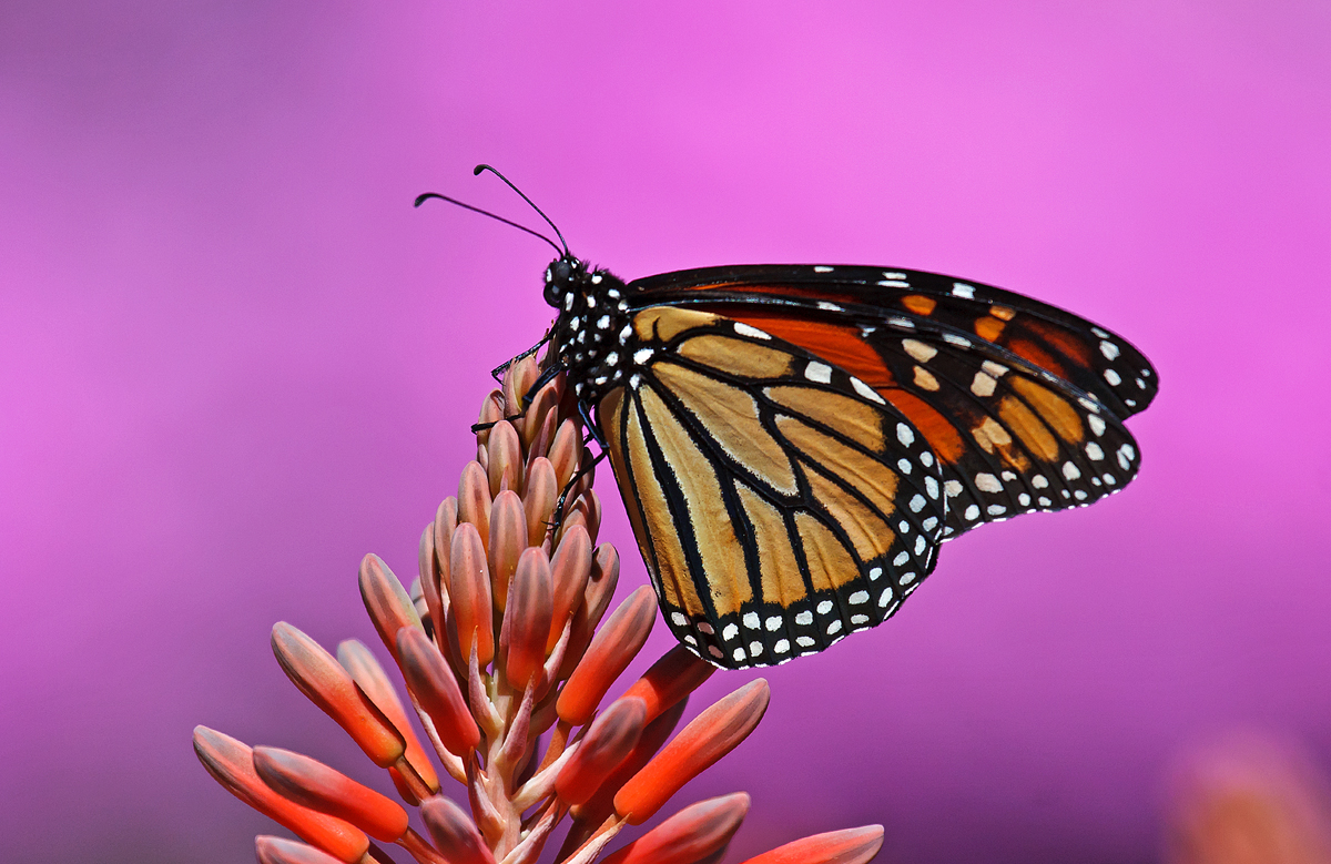 Monarch in Pink