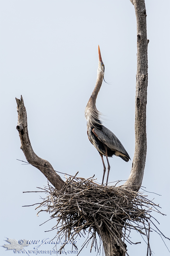 GBH Courtship: Stretch