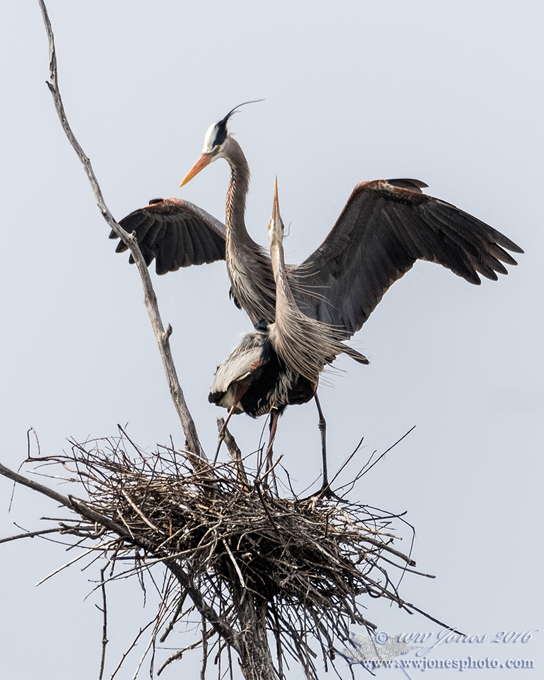 GBH Courtship: Greeting