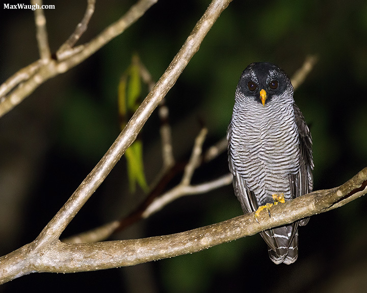 Black and White Owl