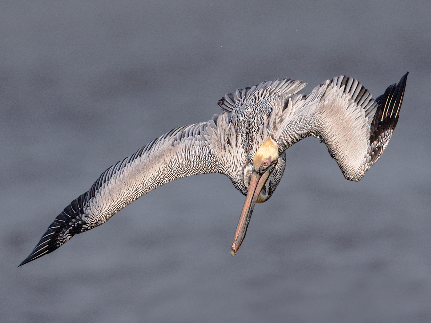 Brown Pelican Diving