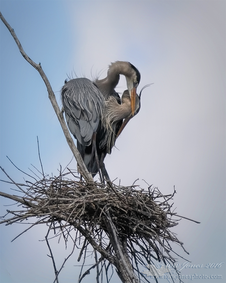GBH Courtship: Intimacy