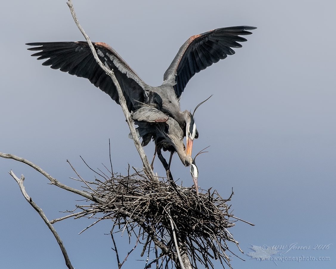 GBH Courtship: Next Step