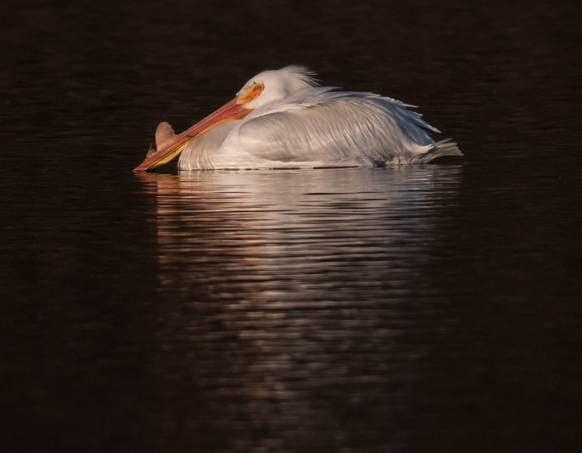 White Pelican & RP