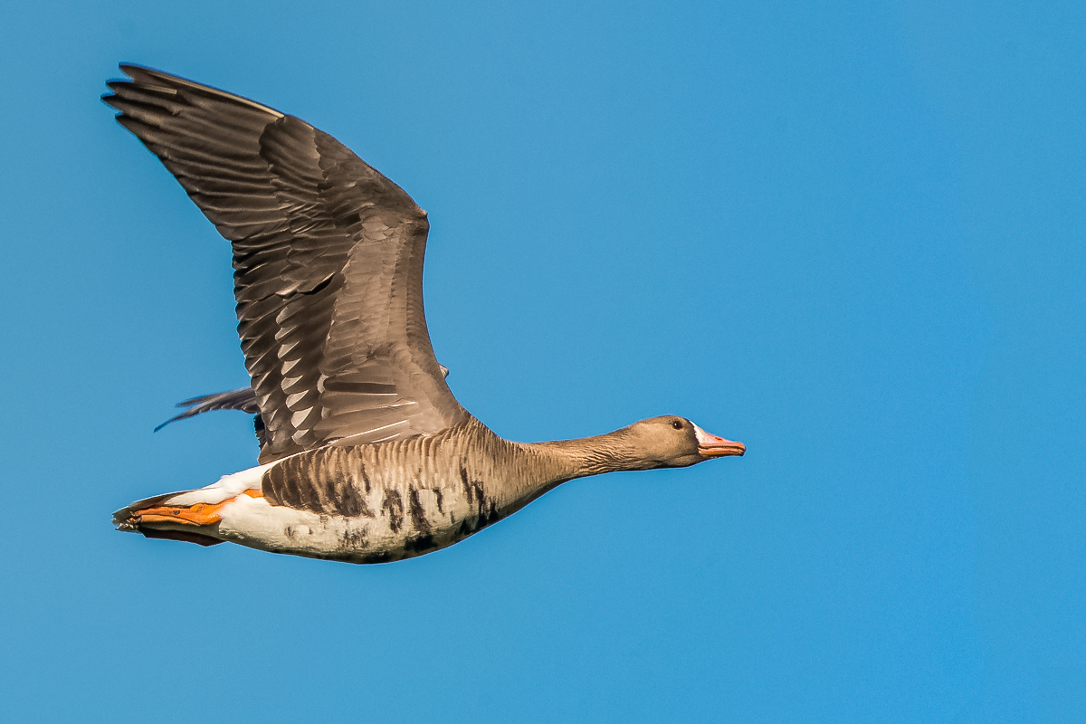 White-fronted Goose