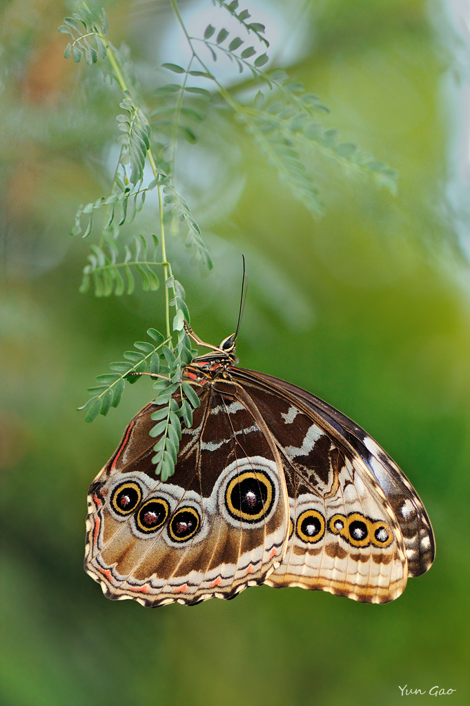 Blue Morpho