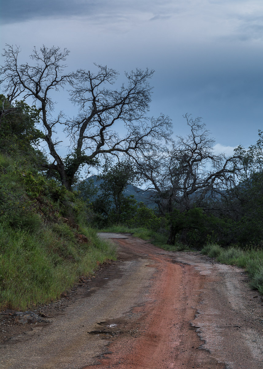Road Oaks 