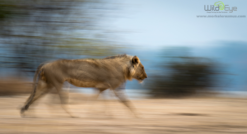 Lion Motion