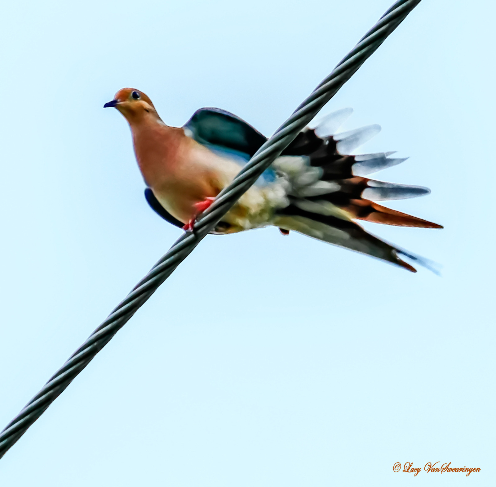 Highwire Fan Dance