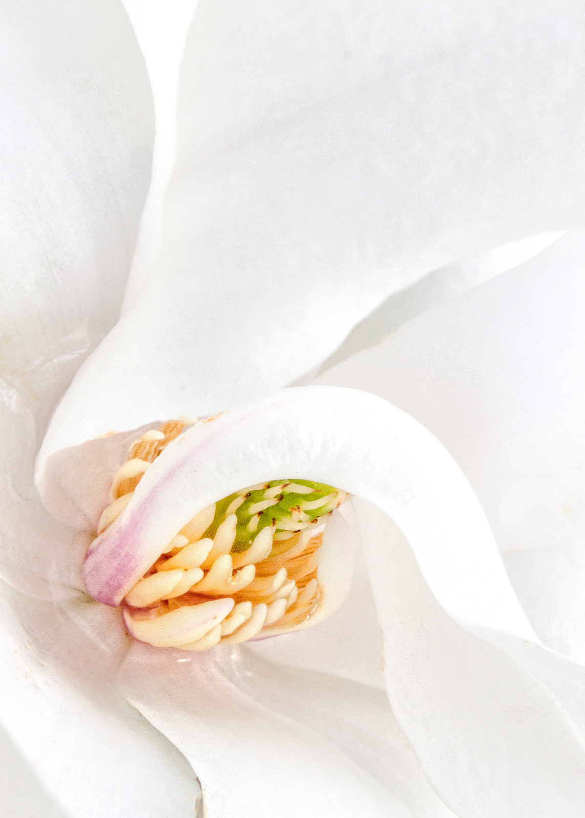 Star Magnolia