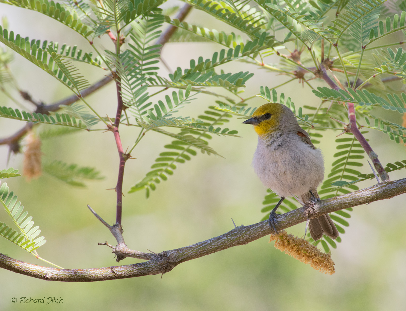 Verdin
