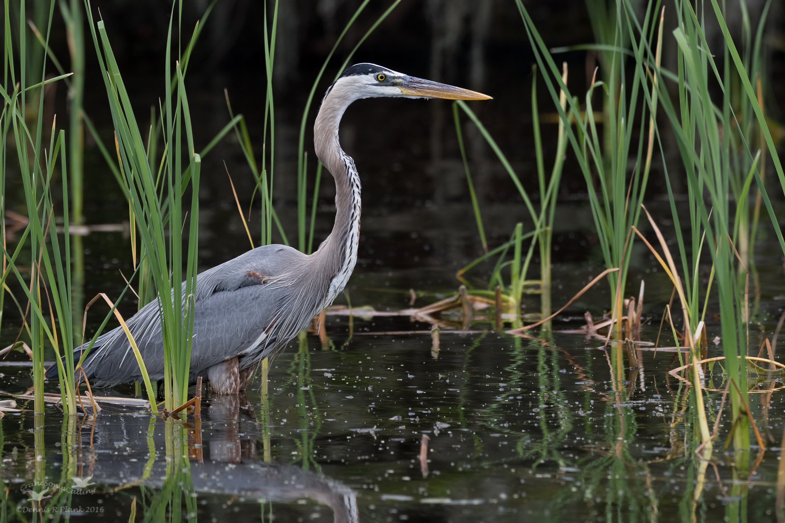 Great Blue Heron