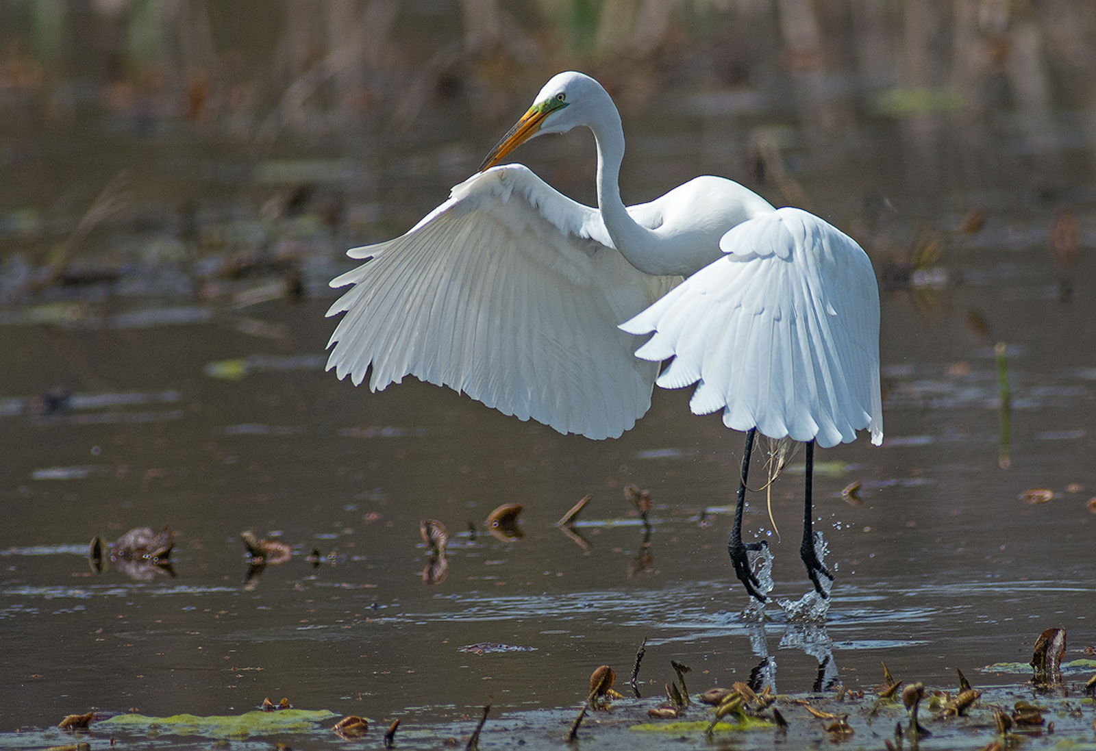 American Egret