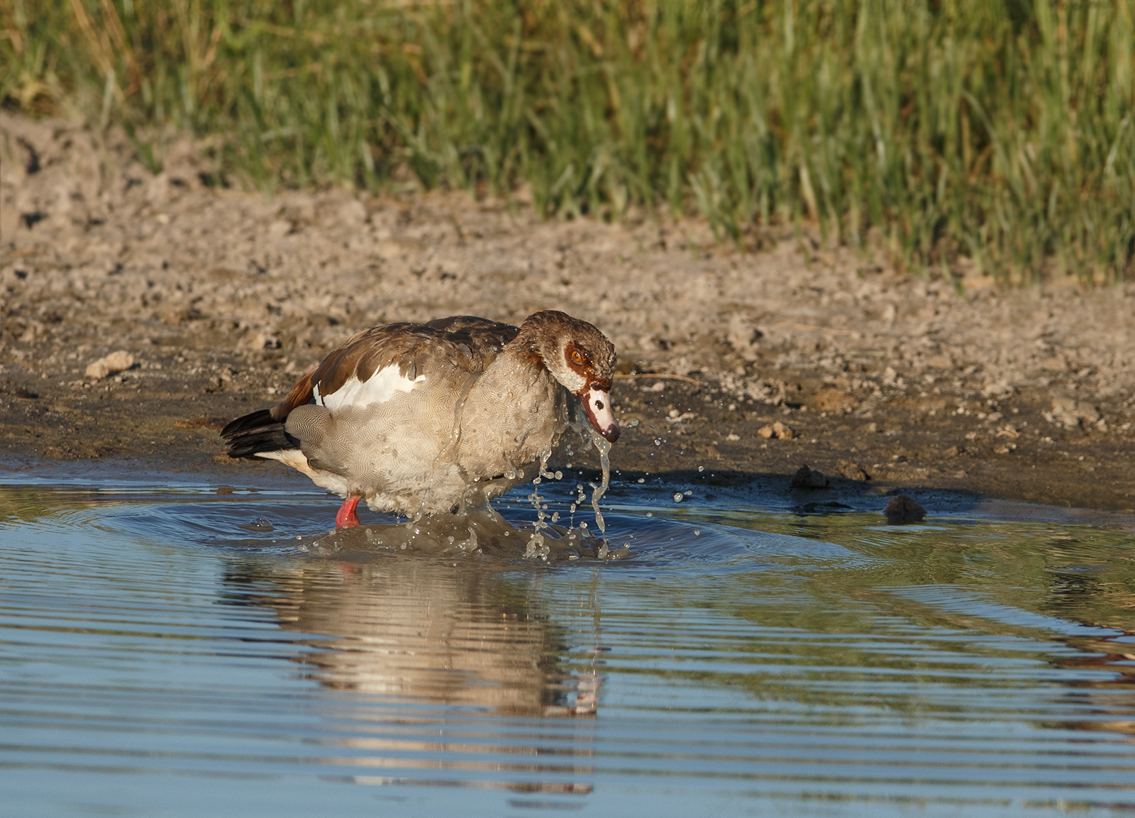 Egyptian Goose