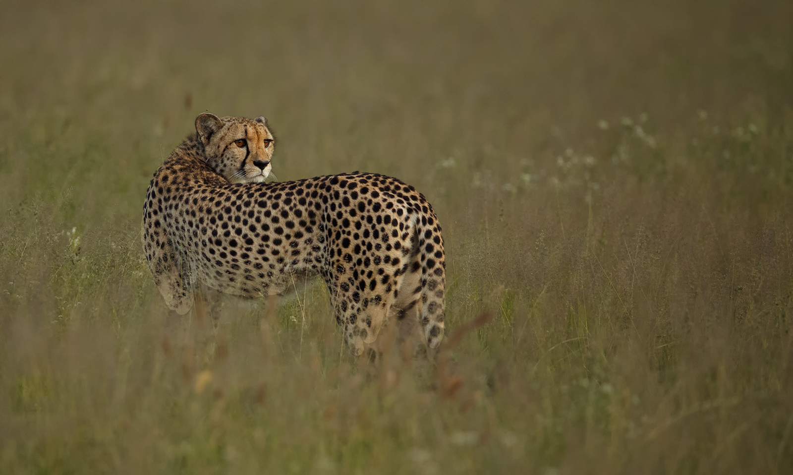 Kalahari Cheetah