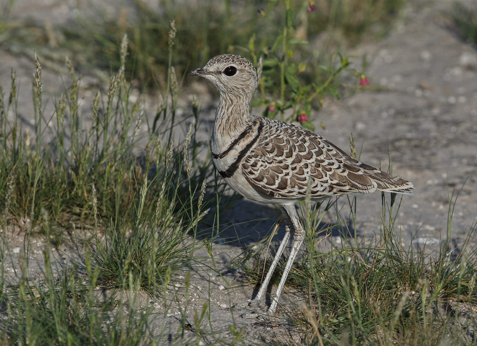 Double Banded Courser