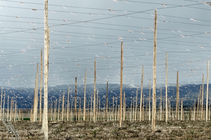 Old Hops Yard