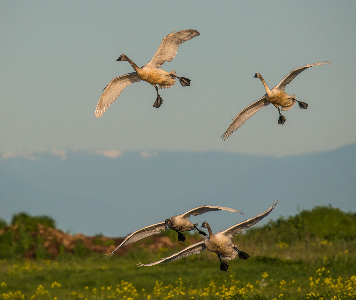 Tundra Swans Landing