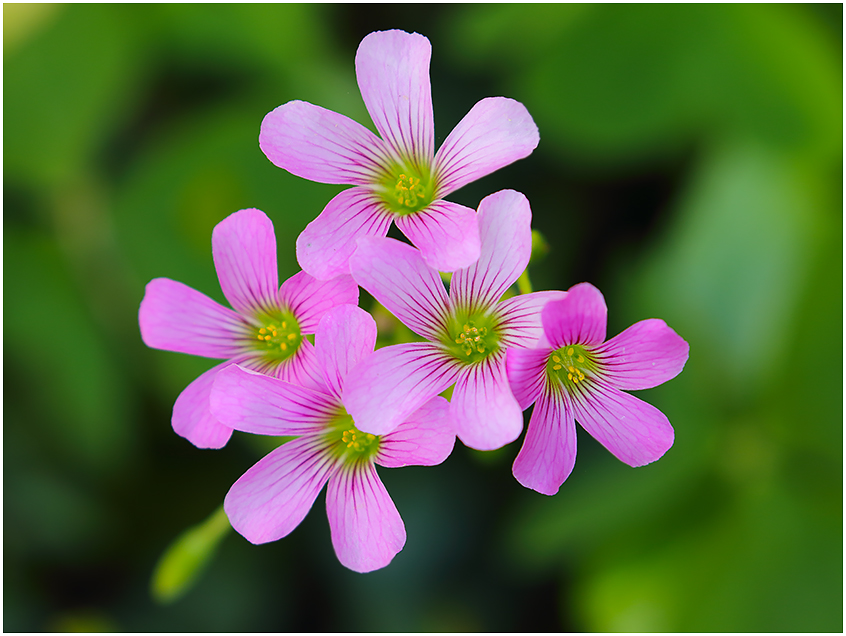Violet Wood Sorrels