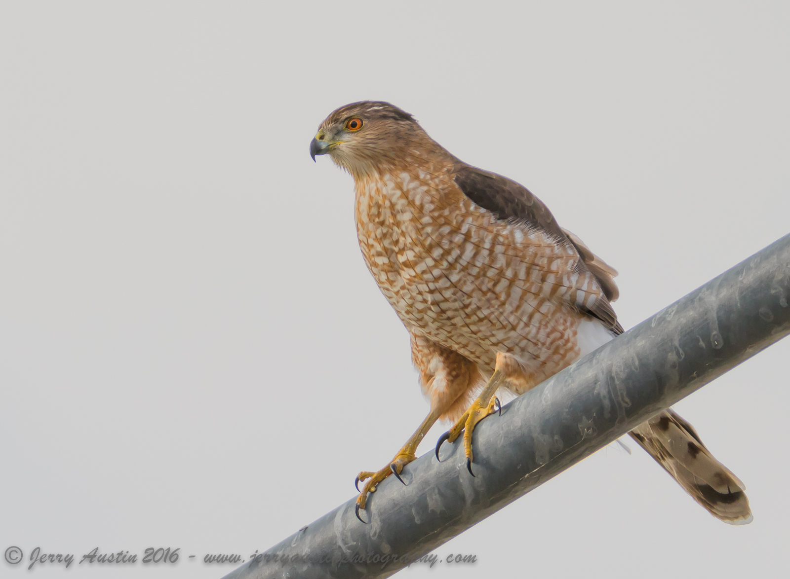 Raptor Eyes