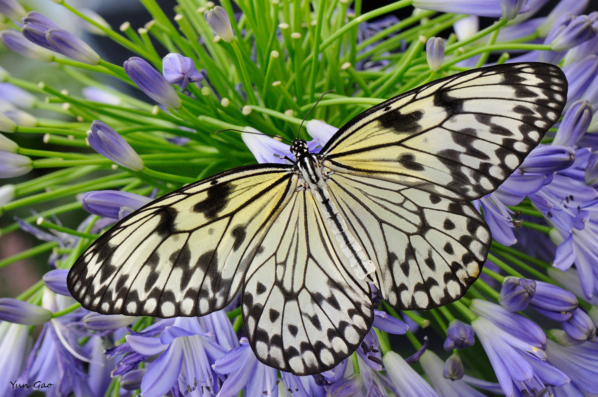 Rice Paper on Agapanthus