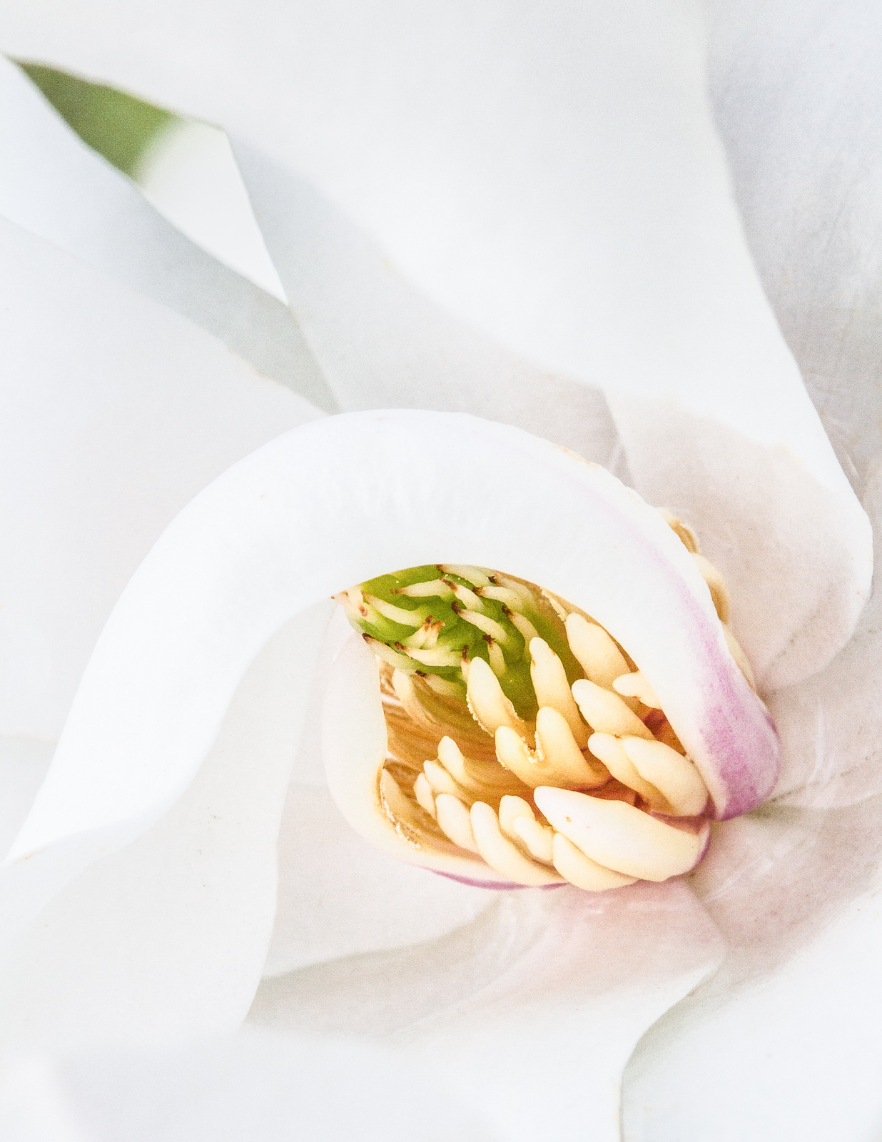 Star Magnolia #2