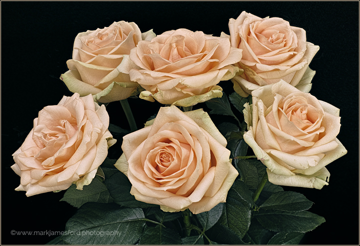 Roses: Technical Post