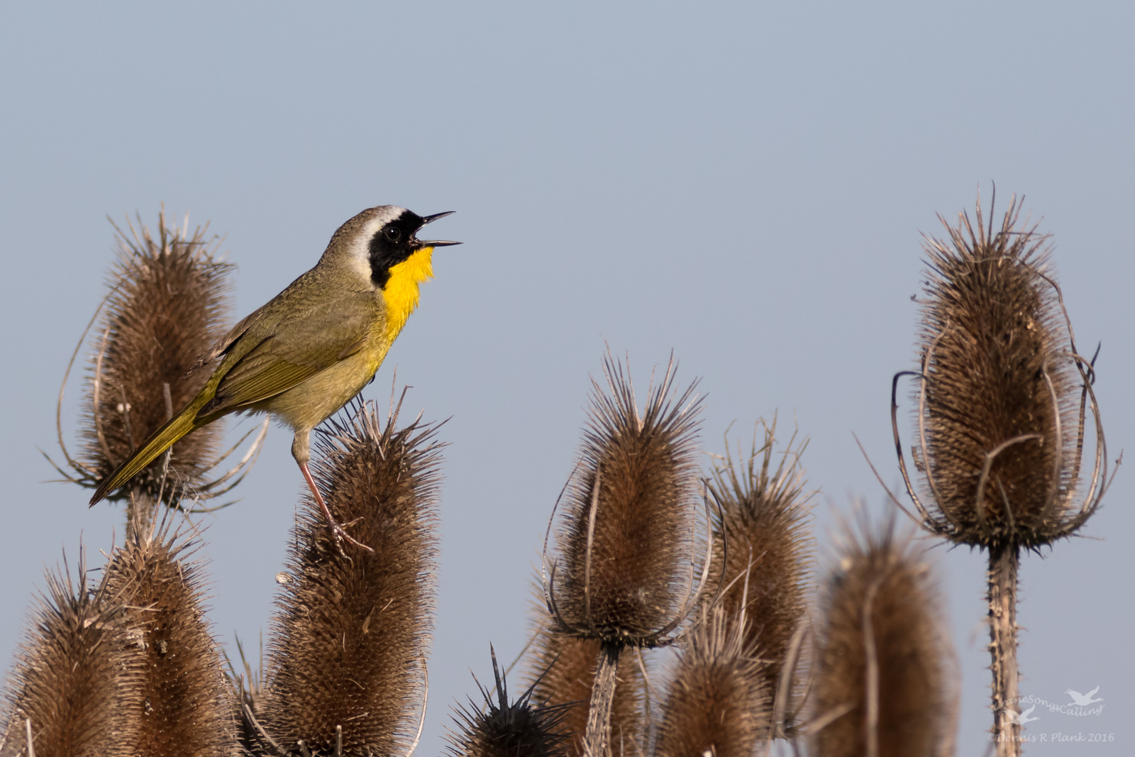 Common Yellowthroat