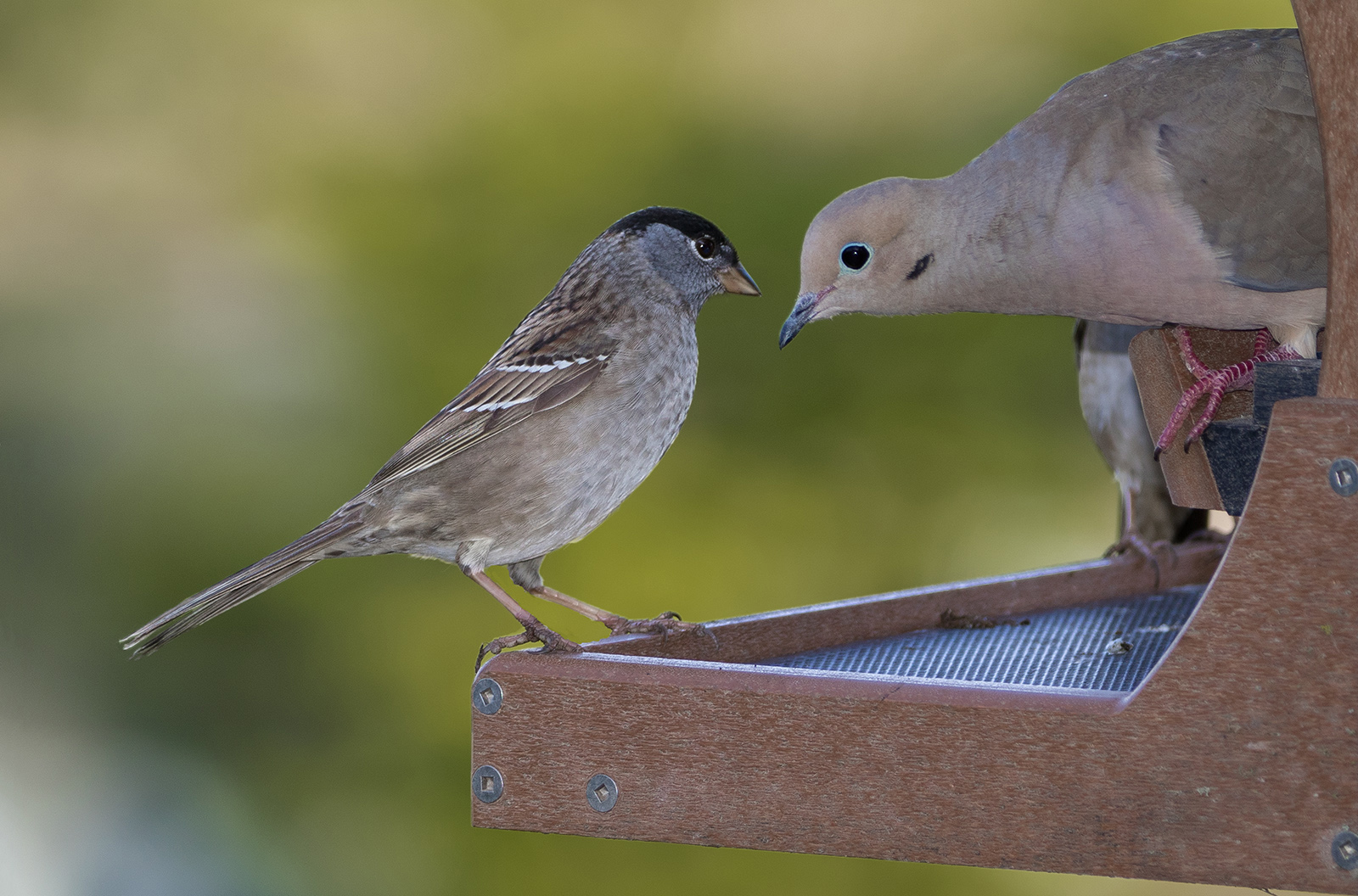 Birdfeeder encounter