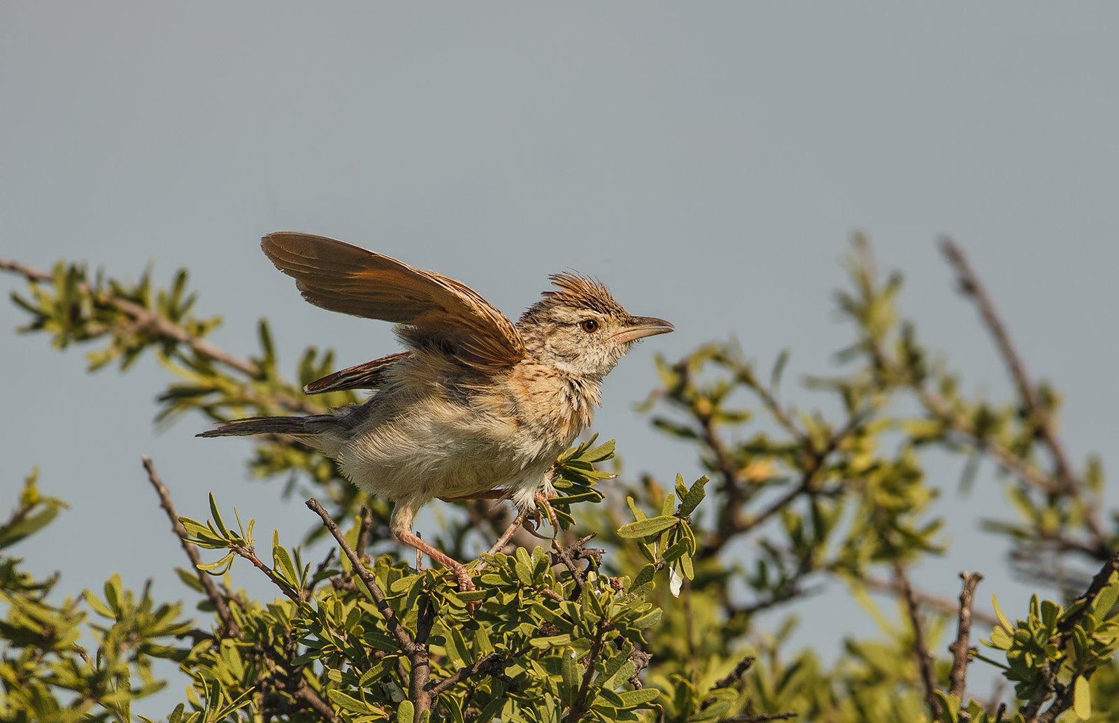 Rufous Naped Lark