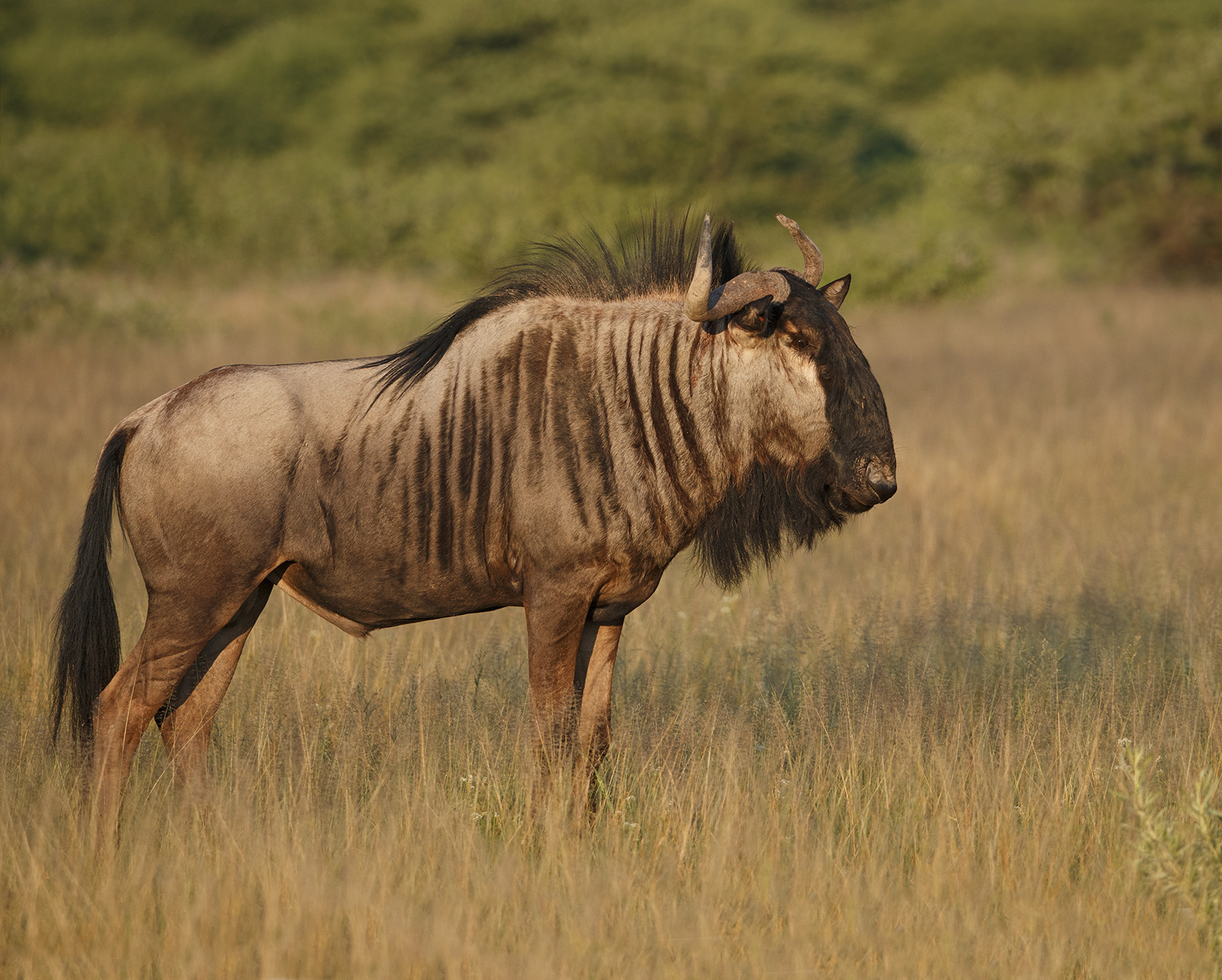 Eye of Gnu