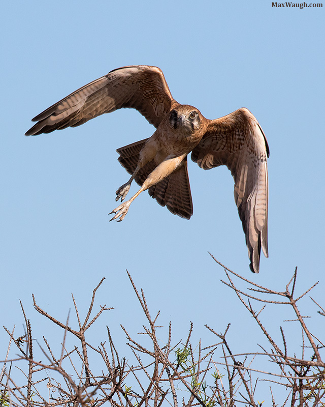Brown Falcon