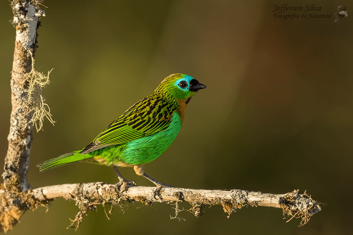 Brassy-breasted Tanager