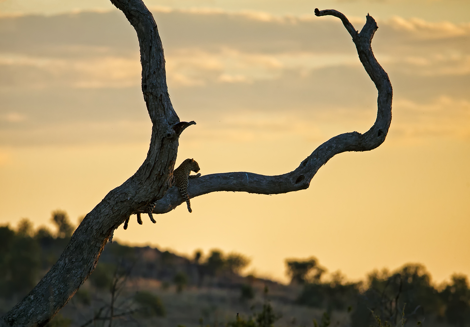 Sunset Leopard