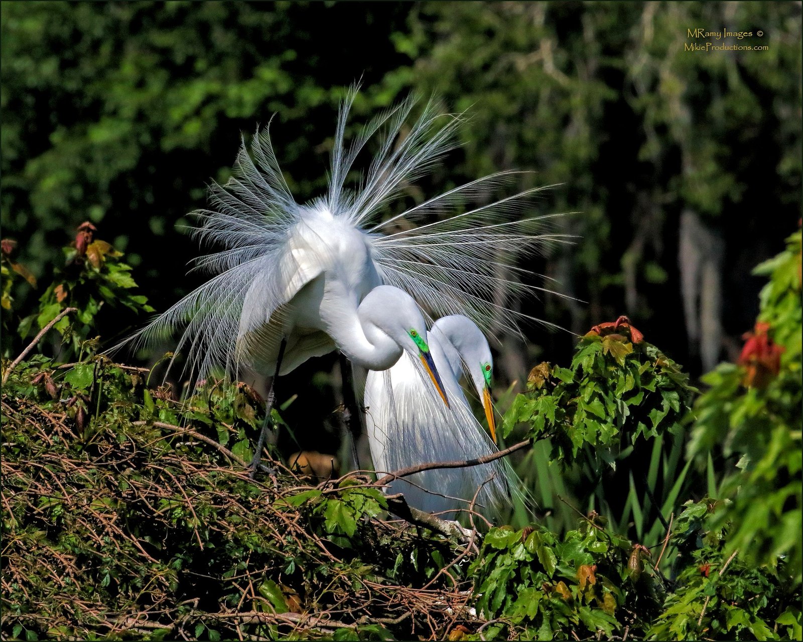 Love Nest