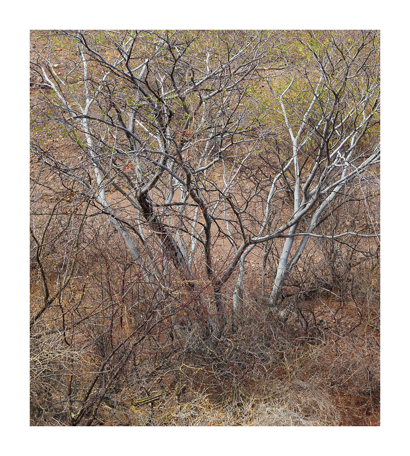 Dry Brush